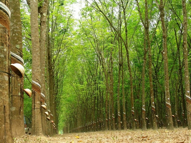 Một số kỹ thuật chăm sóc và khai thác cao su tiểu điền có hiệu quả