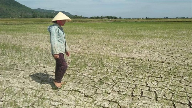 Lúa miền Trung 'ngắc ngoải' sau đợt nắng nóng khủng khiếp