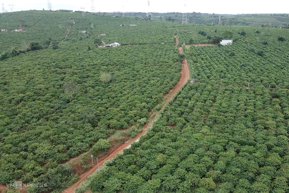 MÙA THU HOẠCH CÀ PHÊ Ở TÂY NGUYÊN