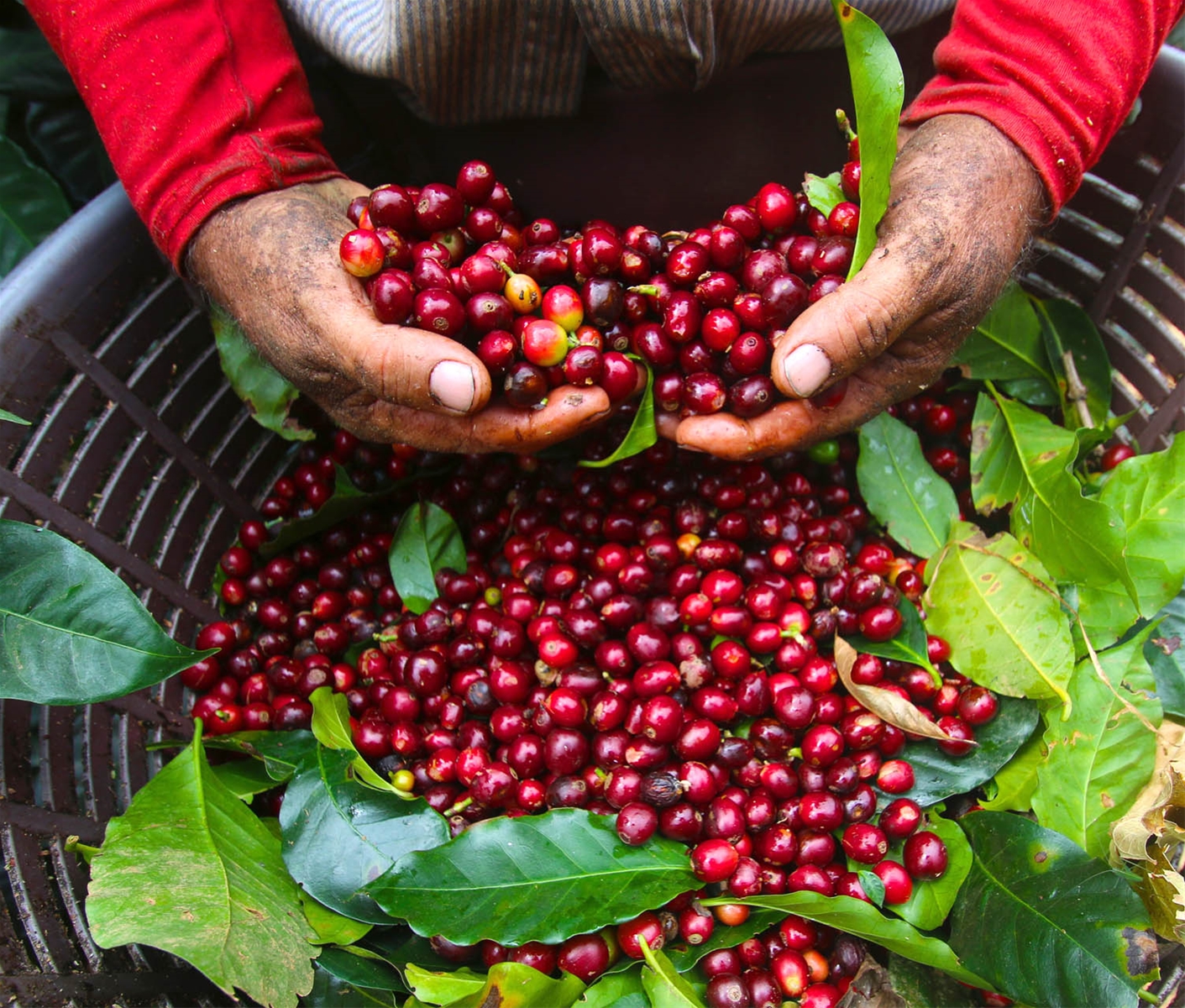 Giá nông sản ngày 15/12: Cà phê đồng loạt tăng 200 - 300 đồng/kg